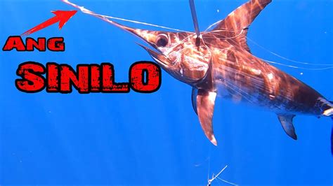 Pangunahing katangian ng swordfish .